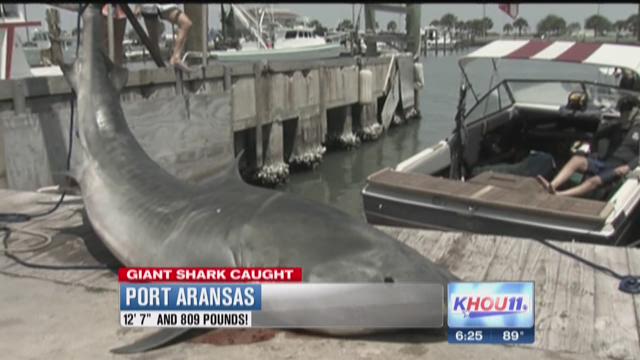 Port Aransas, TX - Giant Shark Head