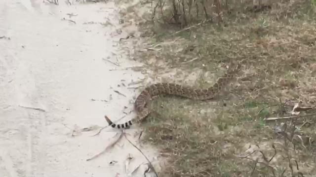 Raw: Snake On Galveston Beach