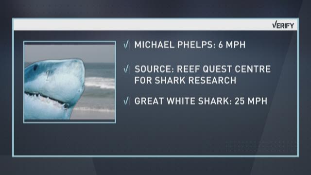 Could you outswim a shark photo Could you outswim a shark images