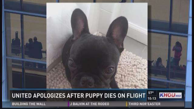 United Airlines settles with family over dog who died in overhead bin